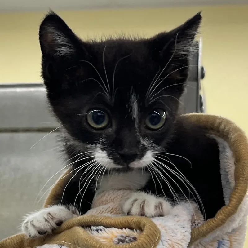 A baby small-sized female Black Domestic Short Hair cat named Magenta for adoption in West Palm Beach, FL