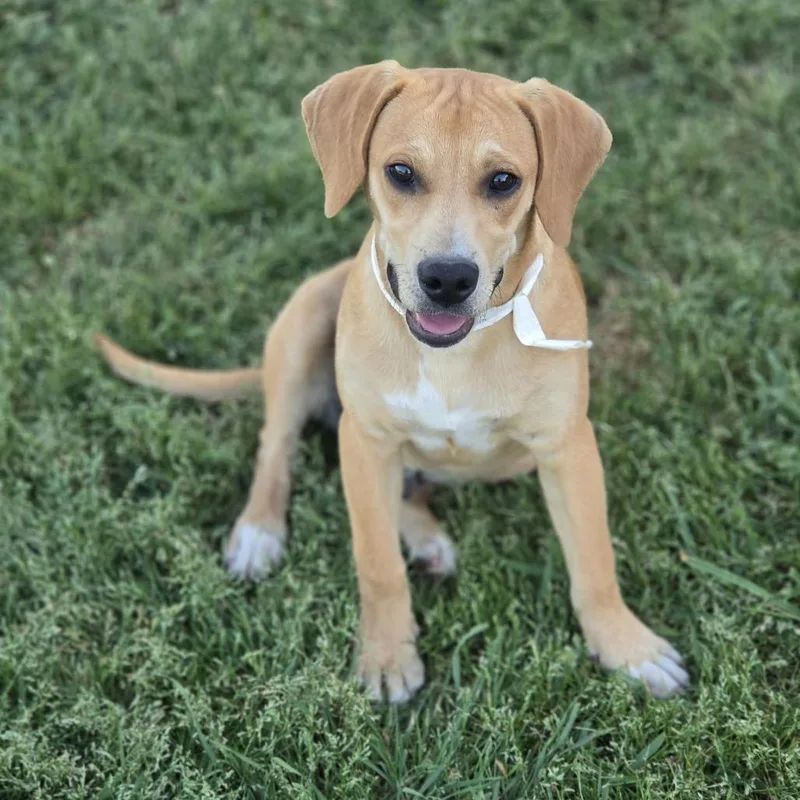 A young small-sized male Yellow / Tan / Blond / Fawn Mixed Breed dog named Linus for adoption in Bessemer, AL
