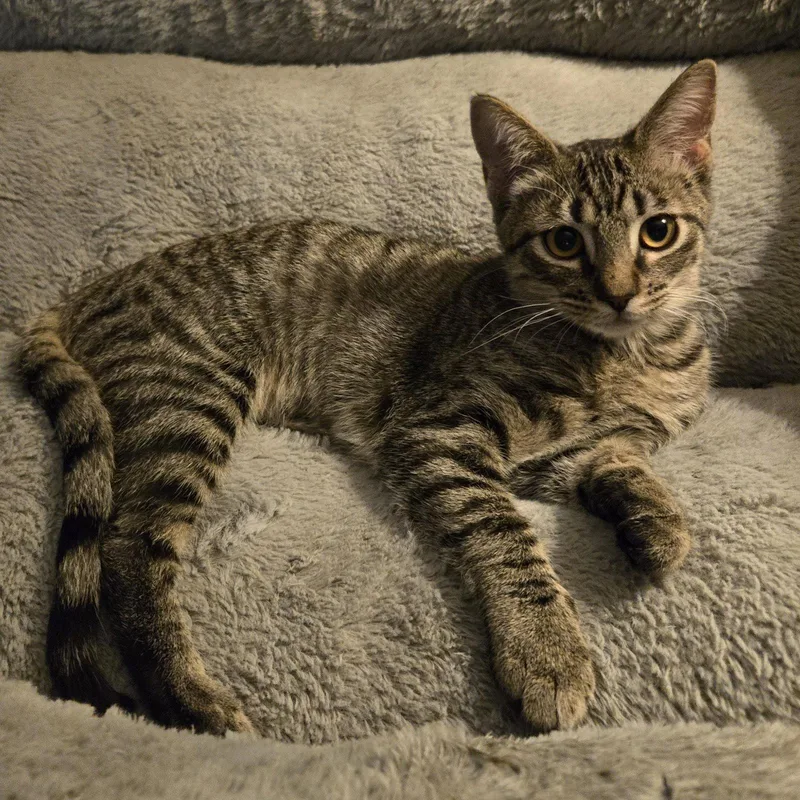 A baby medium-sized female Tabby cat named Tipsy for adoption in Garland, TX