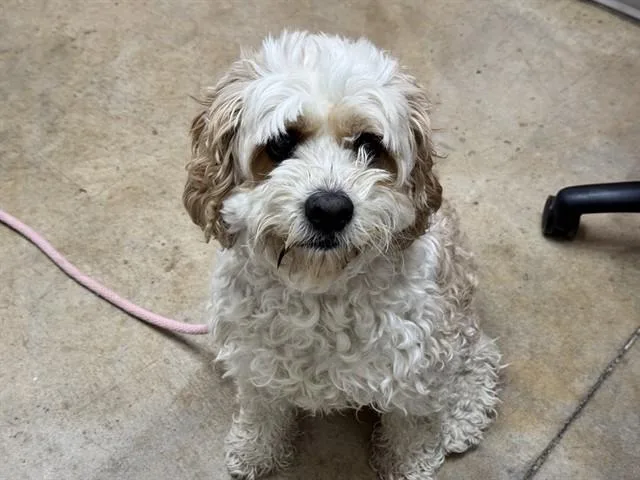 A senior medium-sized male Lhasa Apso dog named Turbo for adoption in Colorado Springs, CO