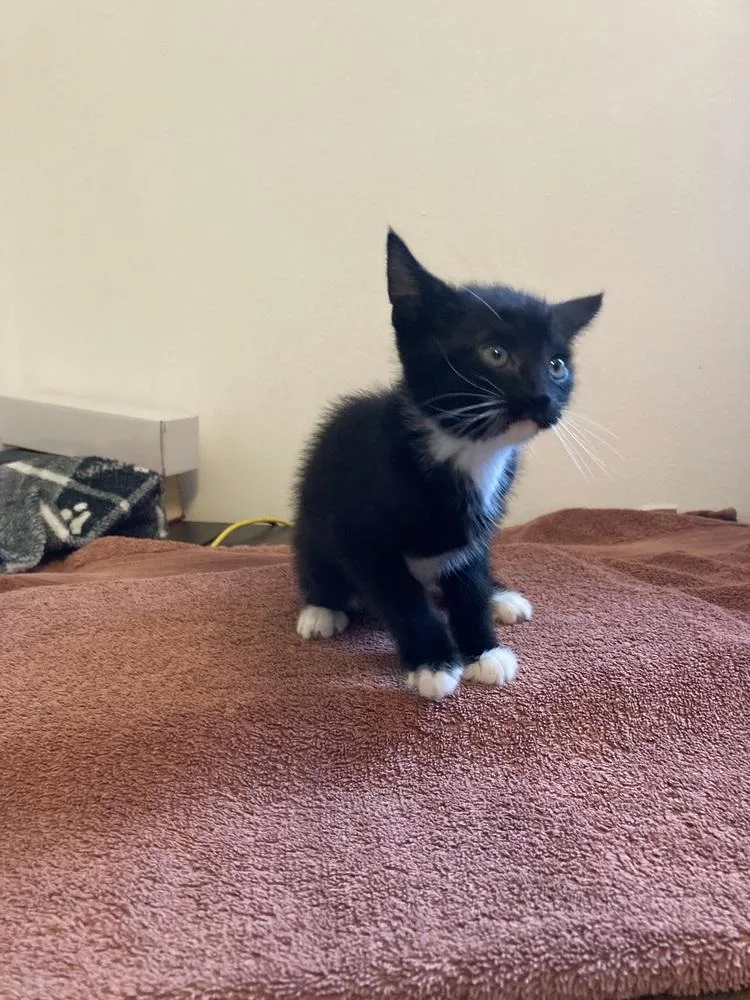 A baby small-sized female Black & White / Tuxedo Domestic Short Hair cat named Jameson for adoption in New Cumberland, WV