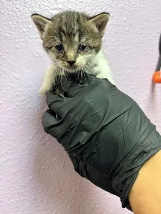 A baby small-sized female Domestic Short Hair cat named 61778071 for adoption in El Paso, TX
