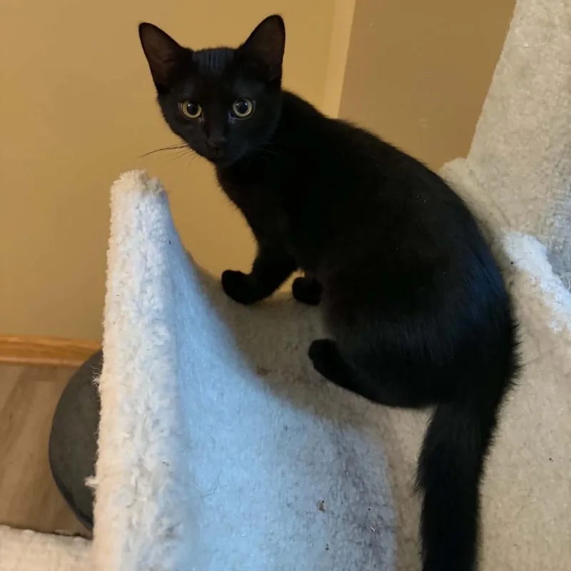 A baby small-sized female Black Domestic Short Hair cat named Svetlana Vetrova for adoption in Inver Grove Heights, MN