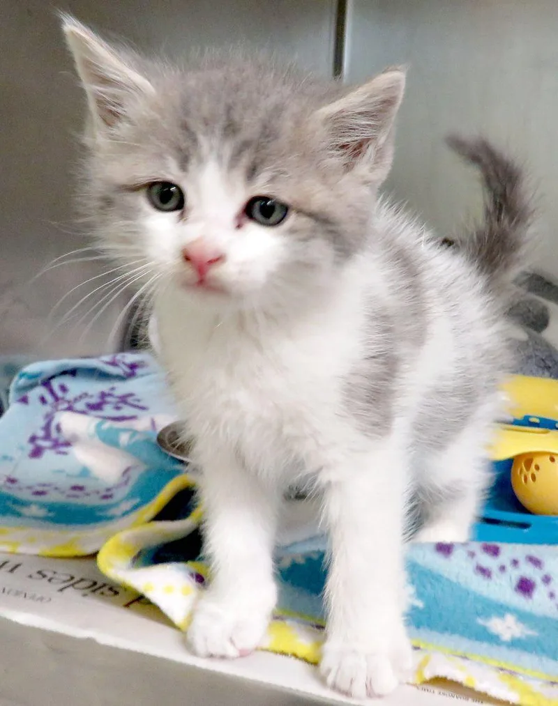A baby medium-sized male Tabby (Gray / Blue / Silver) Domestic Short Hair cat named Krogo for adoption in Lexington, VA