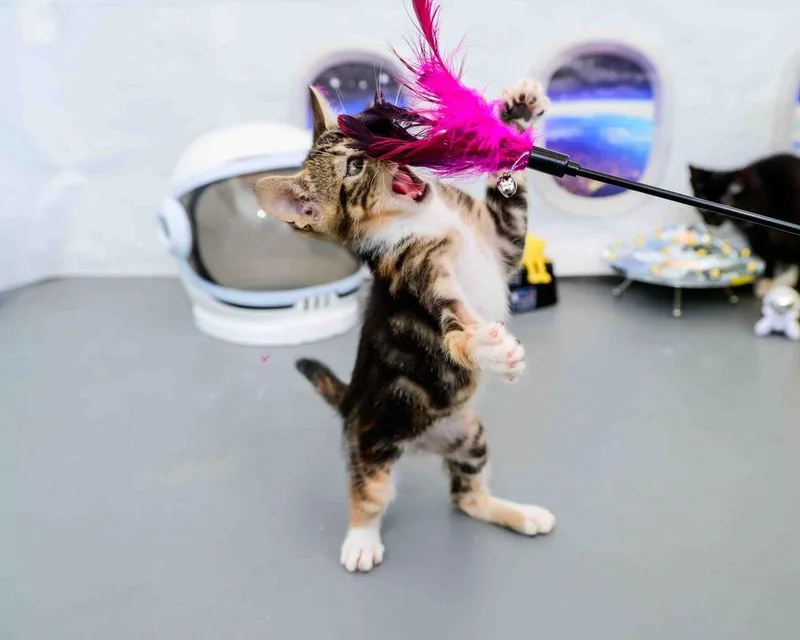 A baby medium-sized female Calico cat named Moana for adoption in Jefferson, LA