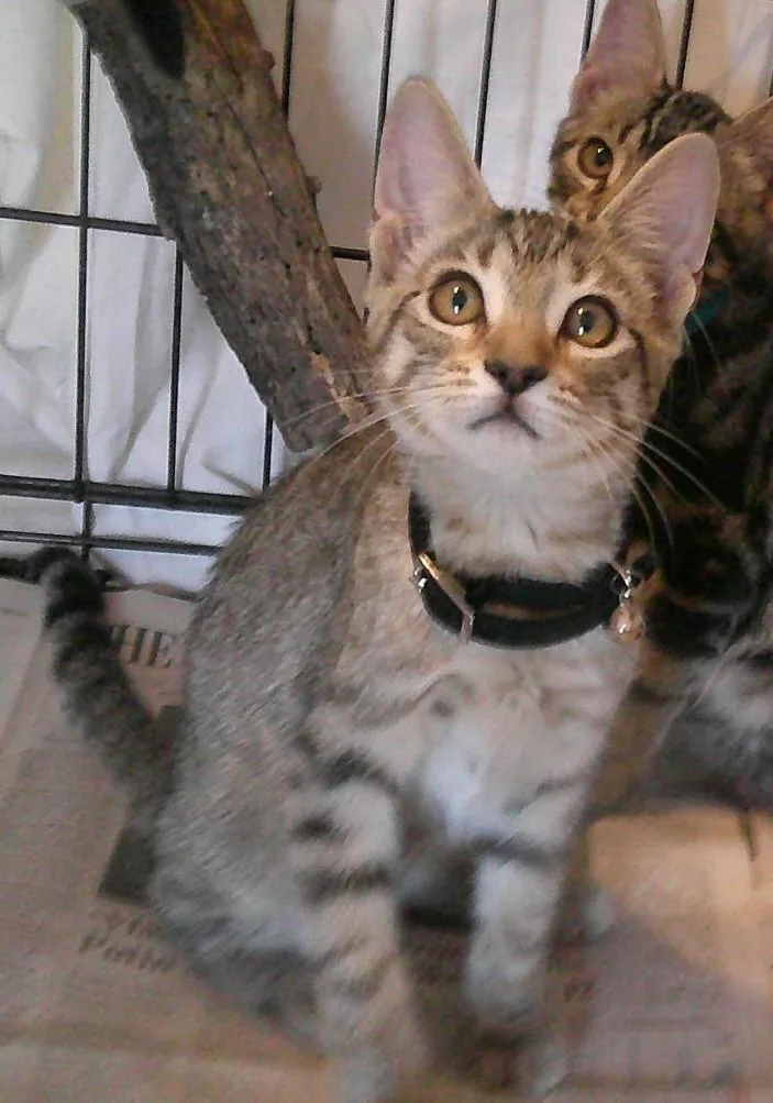 A baby small-sized female Tabby (Gray / Blue / Silver) Domestic Short Hair cat named Crystal for adoption in Olympia, WA