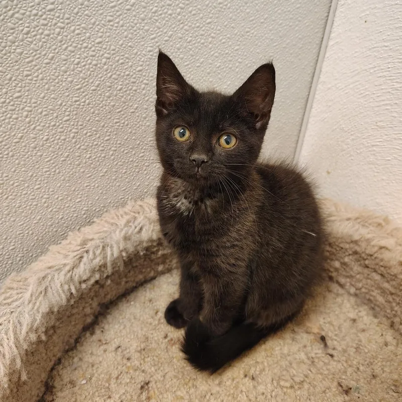 A young small-sized female Black Domestic Short Hair cat named Wonton for adoption in Indiana, PA