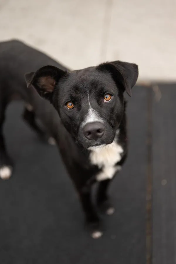 An adult large-sized male Border Collie dog named Axel for adoption in Stratham, NH