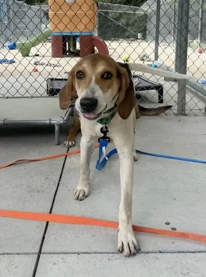 An adult medium-sized male Hound dog named Siesta for adoption in King William, VA