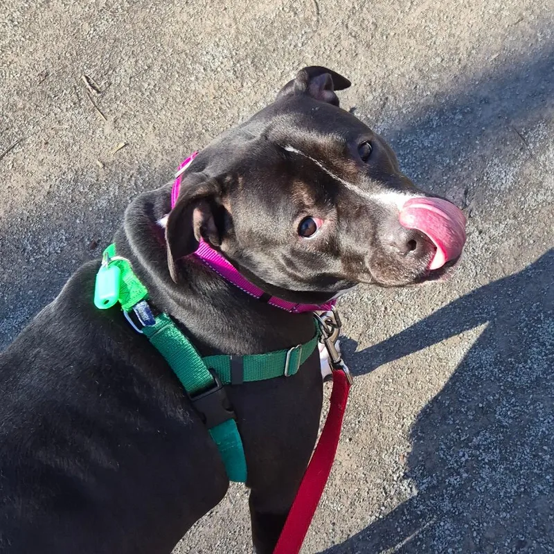Bonnie