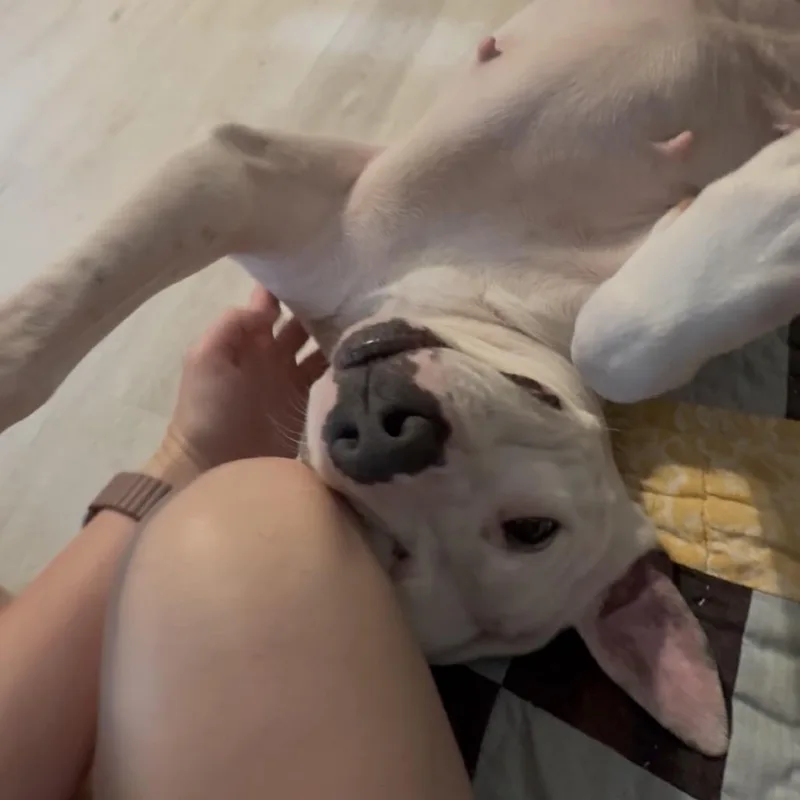Willa thumbnail 4