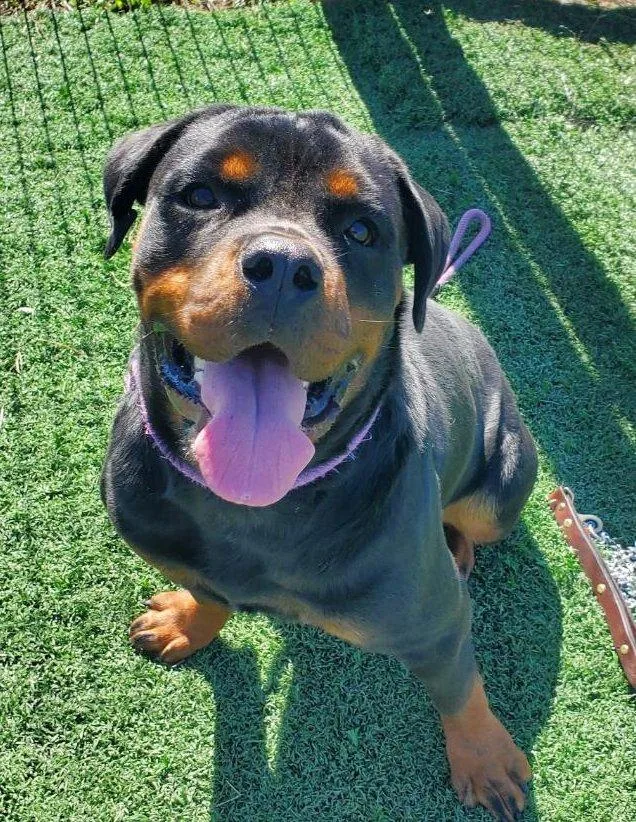 A young large-sized female Rottweiler dog named Riley for adoption in Oswego, IL