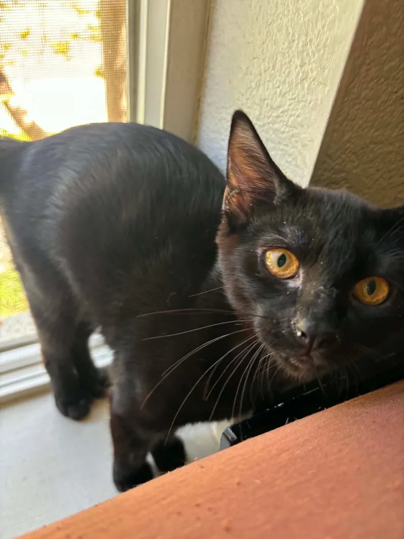 A baby medium-sized male Black Domestic Short Hair cat named Flea for adoption in Davis, CA