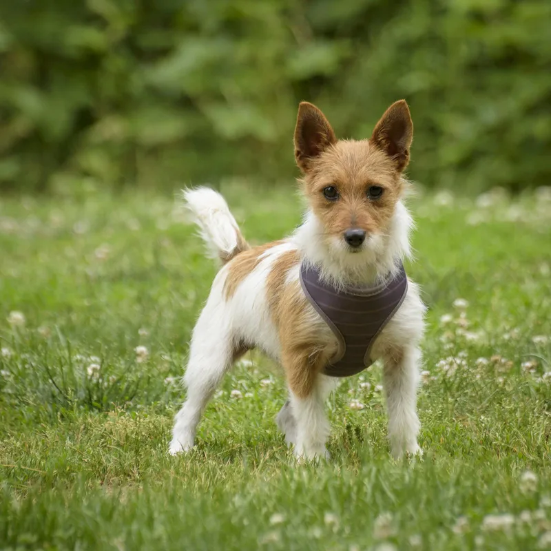 A young small-sized female White / Cream Terrier dog named Trixie for adoption in Lambertville, NJ
