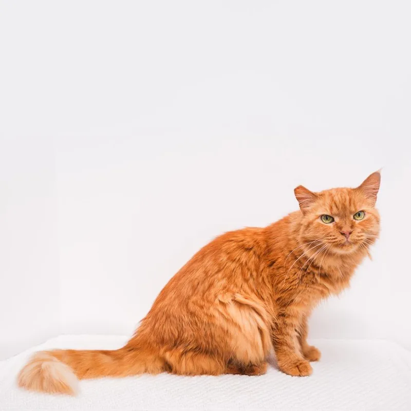 A senior medium-sized female Domestic Long Hair cat named Pixie for adoption in Palm Springs, CA