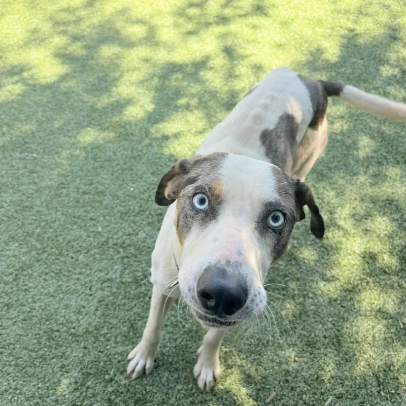 An adult medium-sized male White / Cream Catahoula Leopard Dog dog named Hurley for adoption in Charlottesville, VA