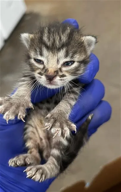 A baby medium-sized male Domestic Medium Hair cat named Moe for adoption in Dallas, TX