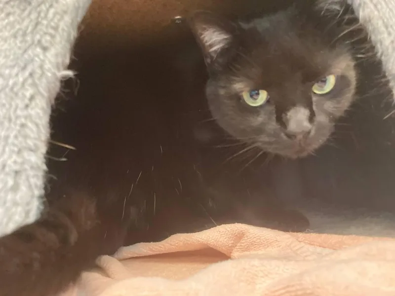 A senior medium-sized female Black Domestic Short Hair cat named Esmeralda for adoption in Cincinnati, OH