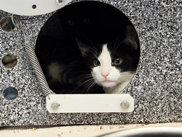 A baby small-sized male Domestic Short Hair cat named Patrick for adoption in Martinez, CA