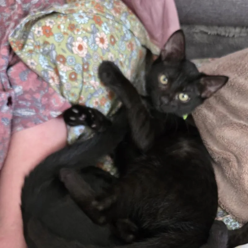 A baby small-sized male Black Domestic Short Hair cat named Jack for adoption in Seminole, FL