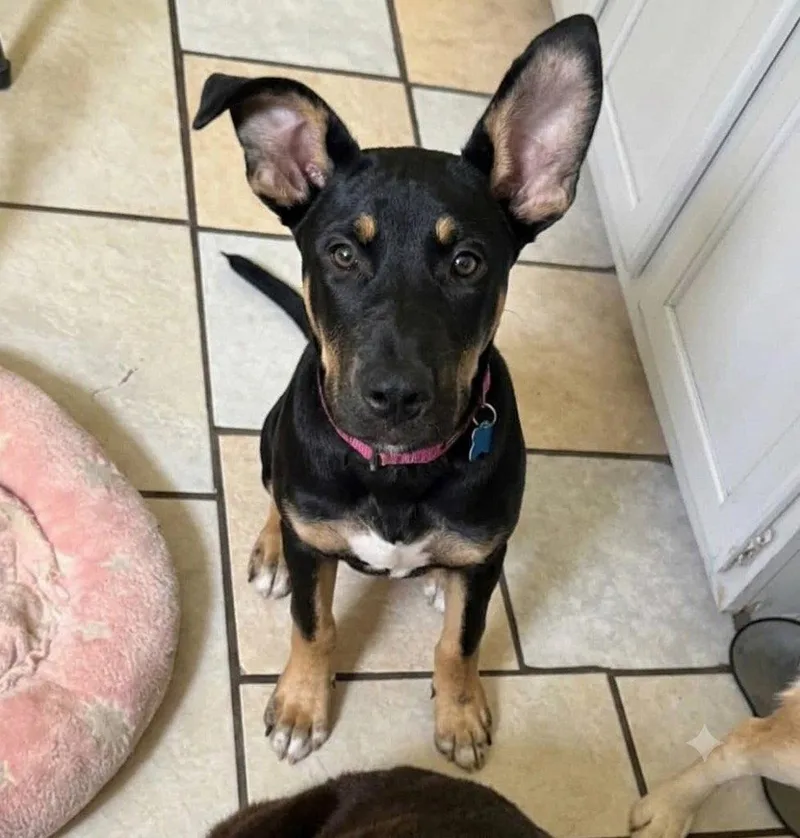 A baby large-sized female Shepherd dog named Nyx for adoption in Bloomfield, CT