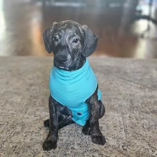 A baby medium-sized male Brindle Beagle dog named Racer SS for adoption in South Portland, ME