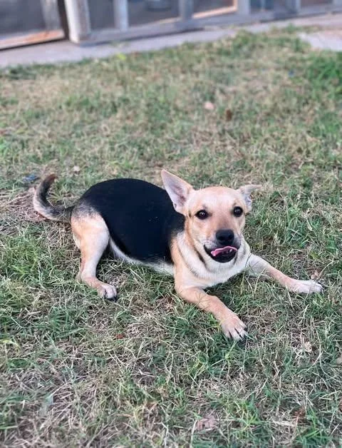A young small-sized female Bicolor Chihuahua dog named Ivy for adoption in Vernon, CT