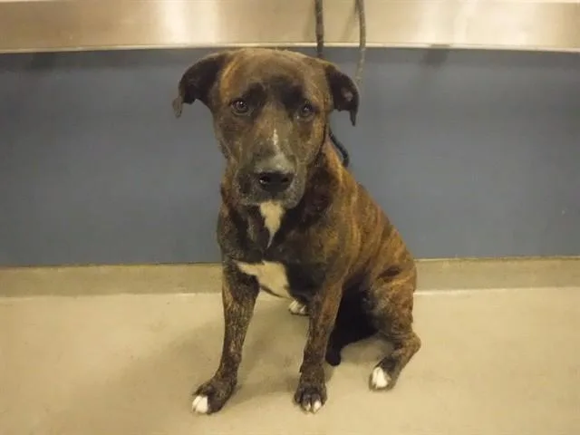 An adult large-sized male Terrier dog named Cash for adoption in Miami, FL
