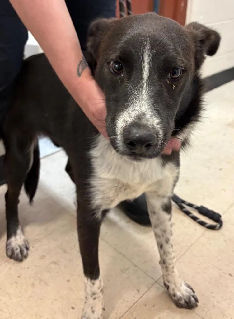 A young medium-sized male Border Collie dog named Henry for adoption in Rock Springs, WY