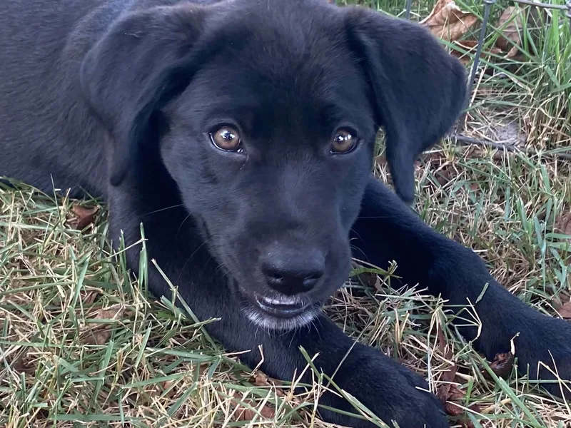 A baby medium-sized male Labrador Retriever dog named Larry for adoption in Alexander, AR