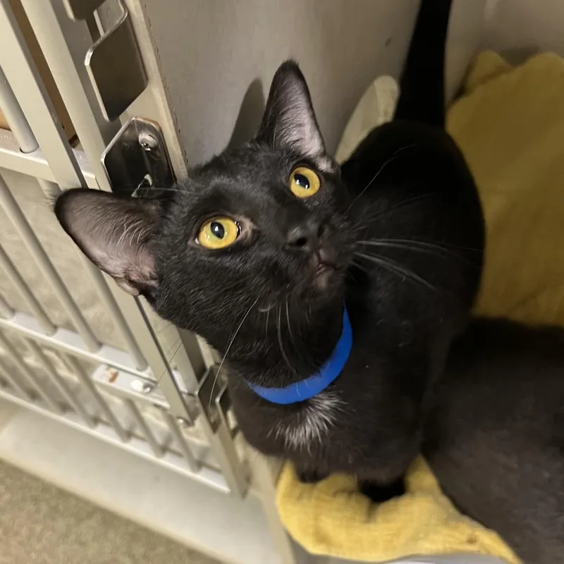 A young medium-sized male Black Domestic Short Hair cat named Dakota for adoption in Fairport, NY