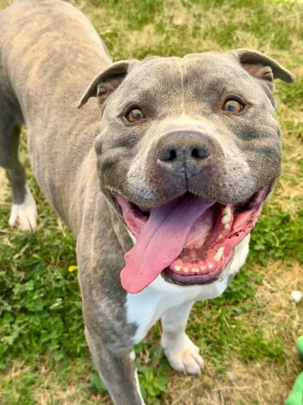 An adult large-sized male Pit Bull Terrier dog named Mr. Handsome Socks for adoption in Millersville, MD
