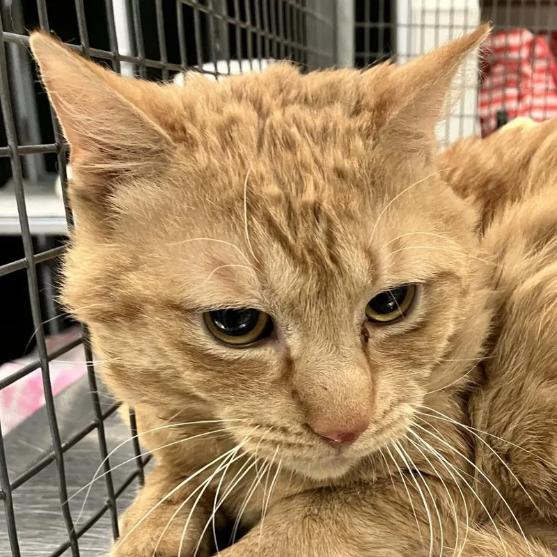 An adult small-sized male Orange / Red Domestic Short Hair cat named Nacho for adoption in Las Cruces, NM