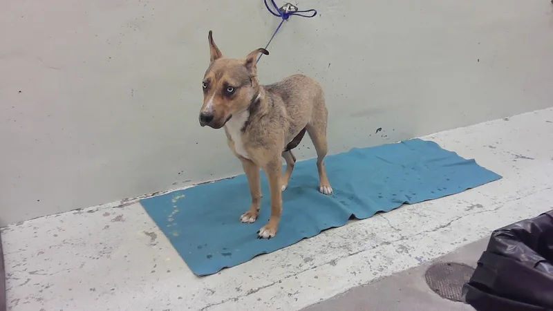 A young medium-sized female Siberian Husky dog named Daisey for adoption in Houston, TX