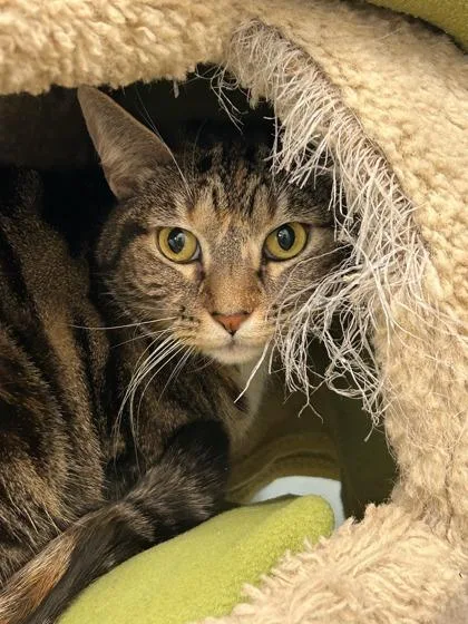 An adult small-sized female Brown / Chocolate Domestic Short Hair cat named Fi for adoption in Sacramento, CA