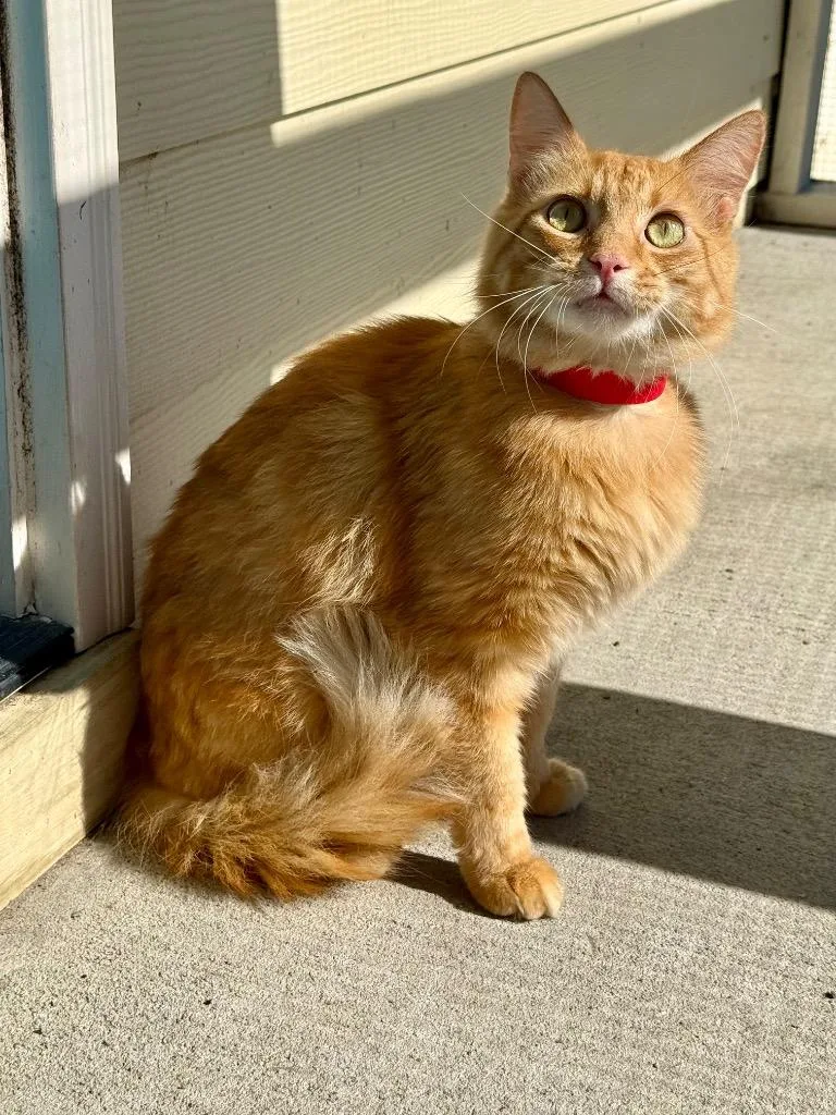 Ginger