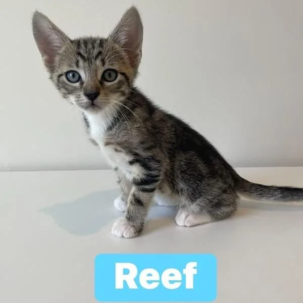 A baby small-sized male Domestic Short Hair cat named Reef for adoption in Chesapeake, VA