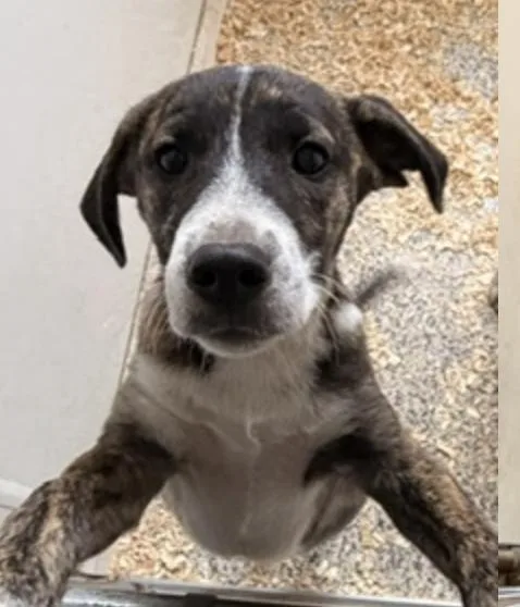 A young medium-sized male Plott Hound dog named Hound Mix Pups Boys for adoption in Coatesville, PA