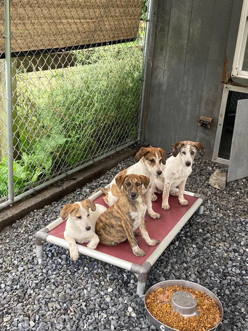 Hound Mix Pups Boys thumbnail 2