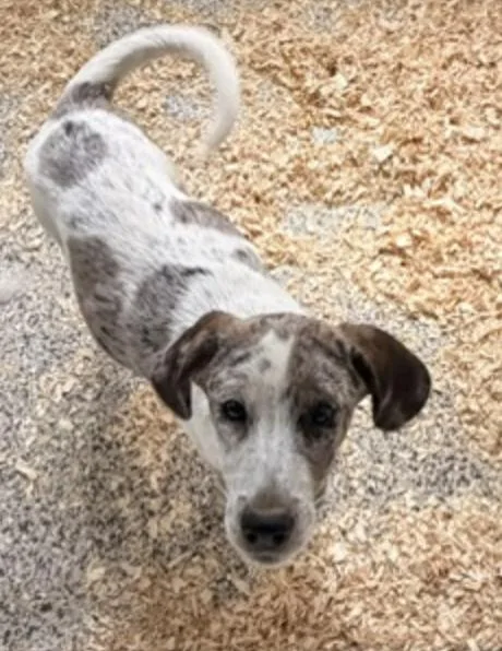 Hound Mix Pups Boys thumbnail 3