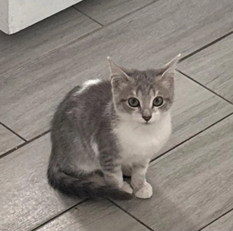 A young medium-sized female Domestic Short Hair cat named Sambra for adoption in Boynton Beach, FL