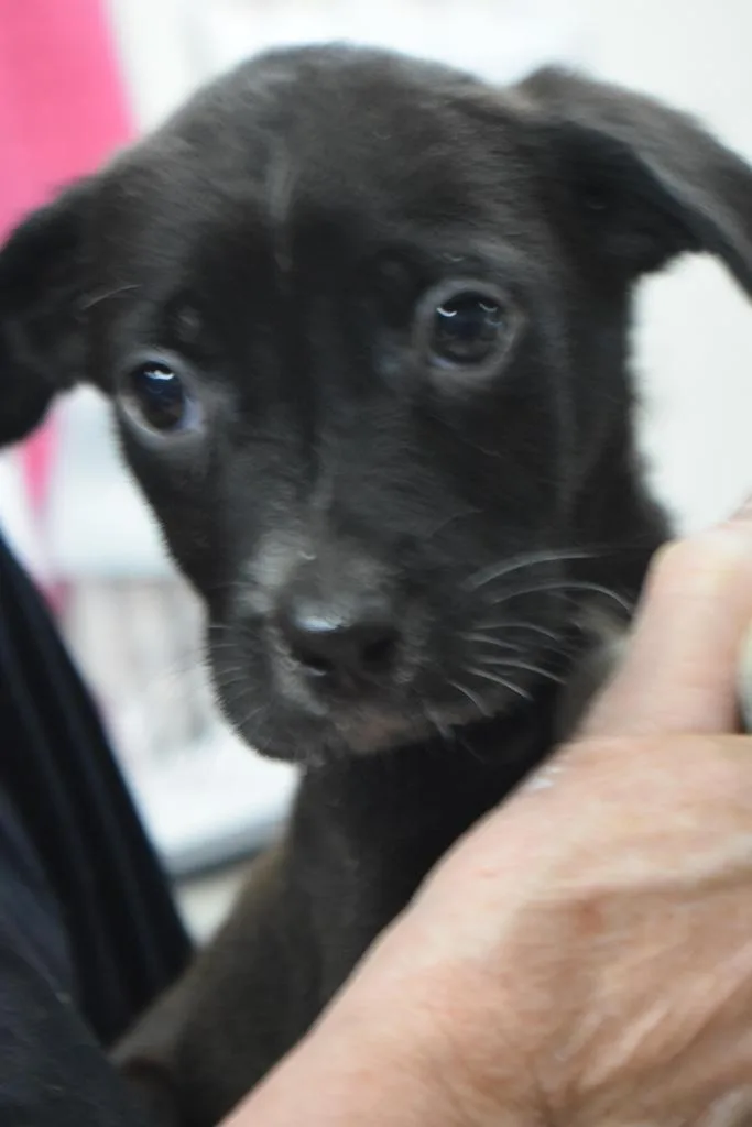 A baby small-sized male Labrador Retriever dog named Logan for adoption in Pahrump, NV