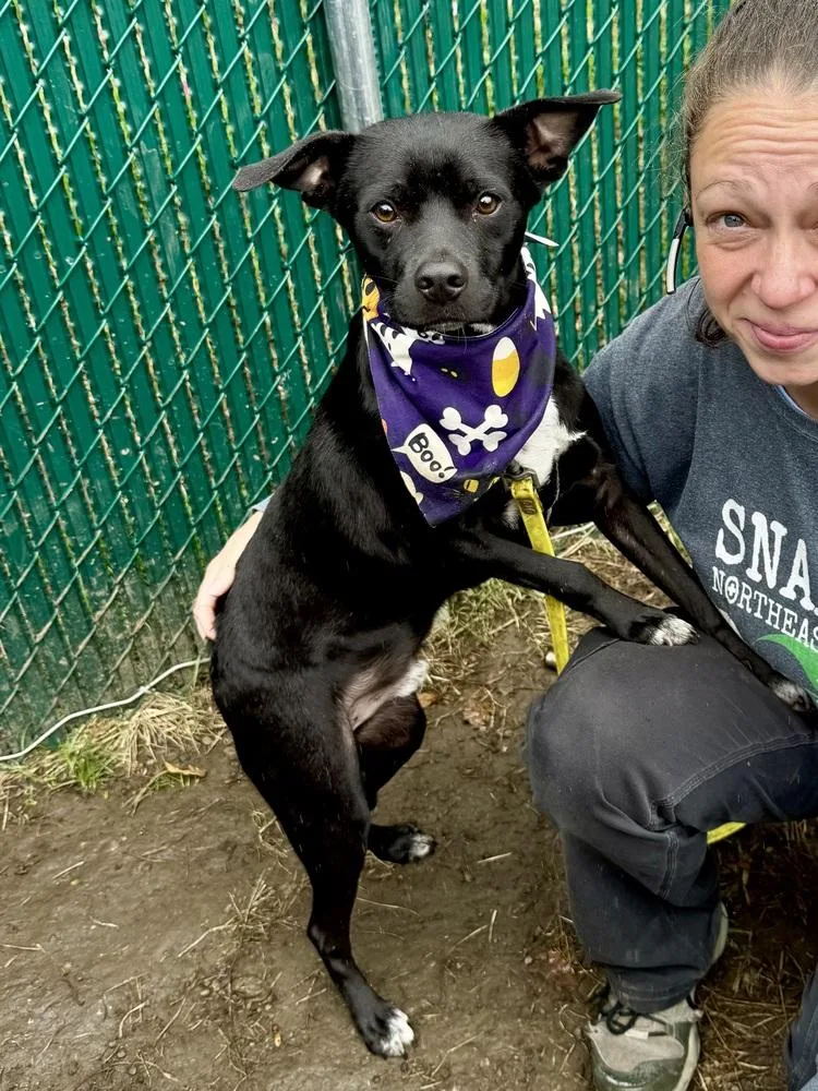 A young medium-sized male Tricolor (Brown, Black, & White) Pit Bull Terrier dog named Ac  Atlas for adoption in Brewster , NY