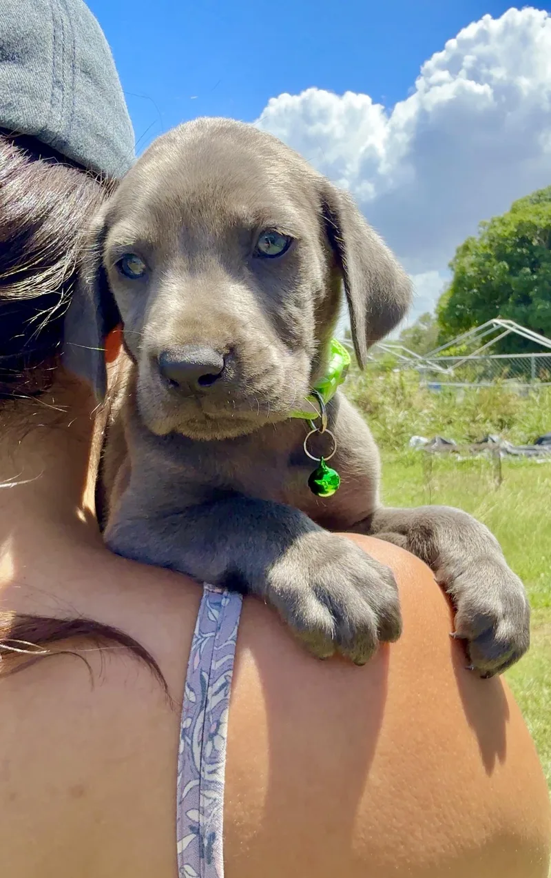 Gordo  Blue Eyed thumbnail 2