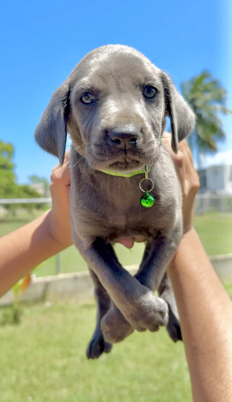 Gordo  Blue Eyed thumbnail 4