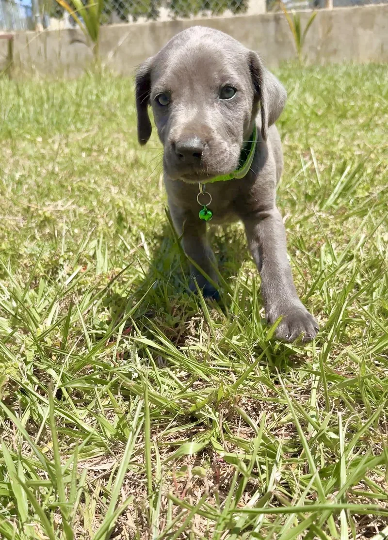 Gordo  Blue Eyed thumbnail 5