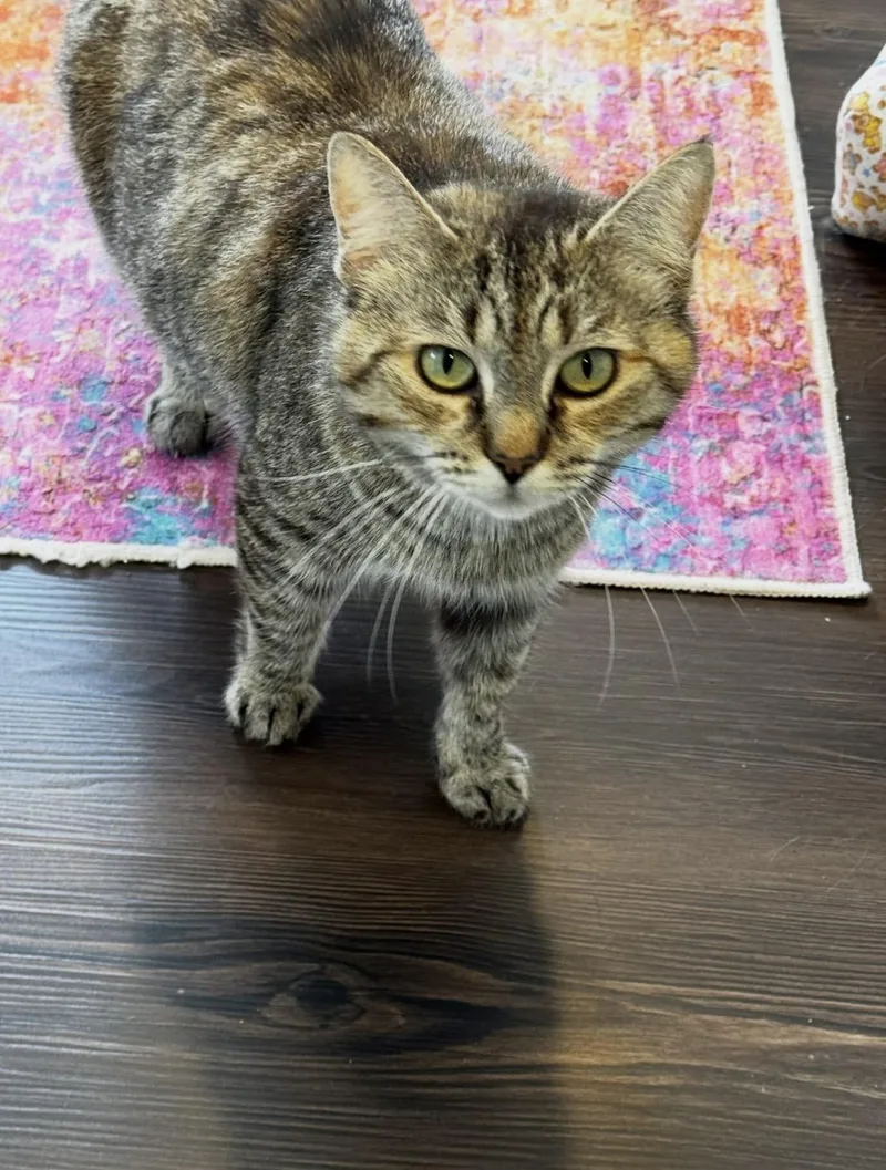 A young medium-sized female Tabby (Buff / Tan / Fawn) Domestic Short Hair cat named Cami for adoption in Belmont, NC
