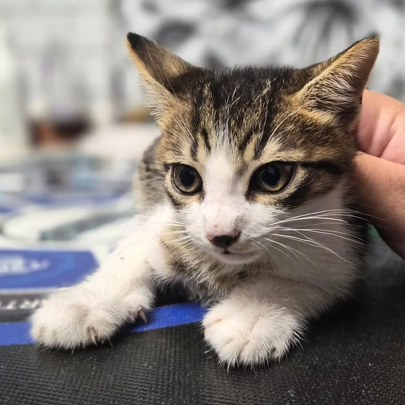 A baby small-sized male Brown / Chocolate Domestic Short Hair cat named Tandoori for adoption in Wahiawa, HI