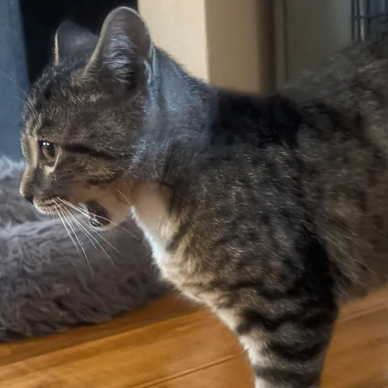 A baby medium-sized female Tabby (Brown / Chocolate) Domestic Short Hair cat named Mort for adoption in Springfield, MO