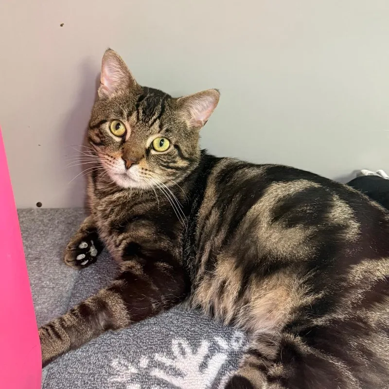An adult large-sized male Black Domestic Short Hair cat named Entenmann for adoption in Watertown, NY